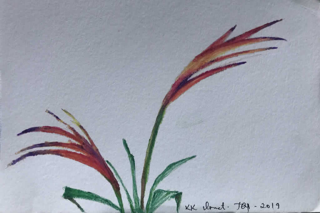 Studio KK Donat - Aquarelas